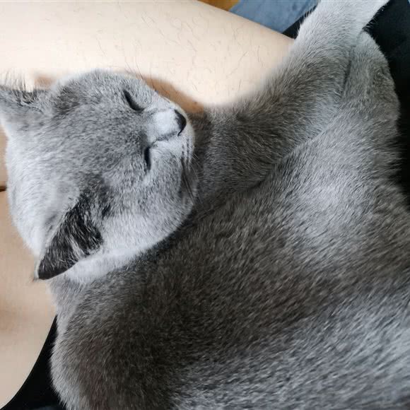 胖芙名猫舍:贵阳市观山湖区诚信南路附近