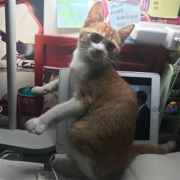 派多格宠物(中铁逸都国际店):贵阳市观山湖区中铁逸都国际附近