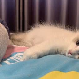 聚萌宠物:贵阳市观山湖区金阳新世界附近