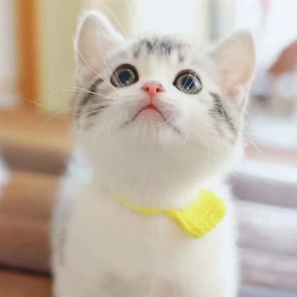 欢诺宠物生活馆:遵义市红花岗区碧云路附近