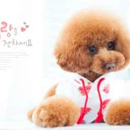 迷你宝贝宠物沙龙:遵义市红花岗区碧云路附近