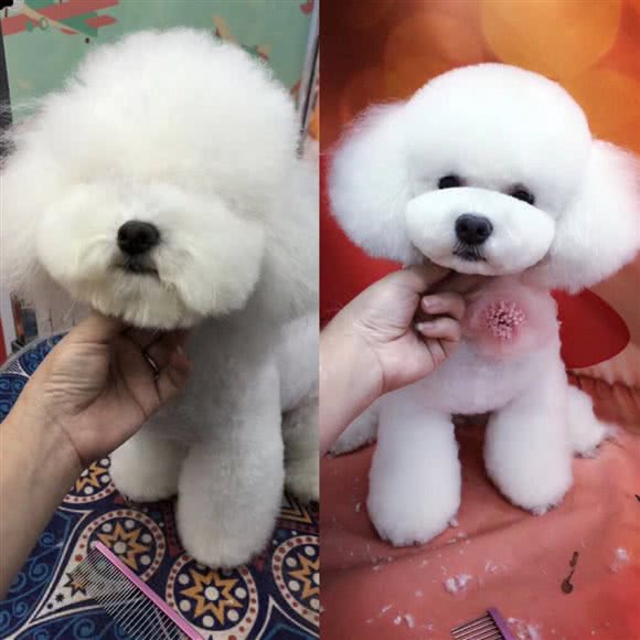 MOMO萌宠造型工作室(民主路店):遵义市红花岗区老城区附近