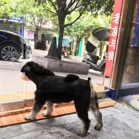 派特秀宠:遵义市红花岗区白杨洞附近