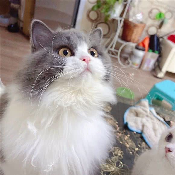 喵物语猫舍:遵义市汇川区上海路附近