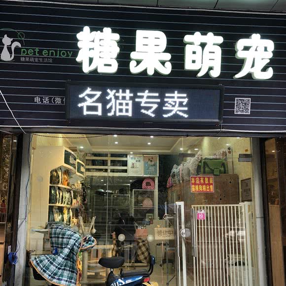 糖果萌宠(名猫专卖):遵义市汇川区洗马路附近