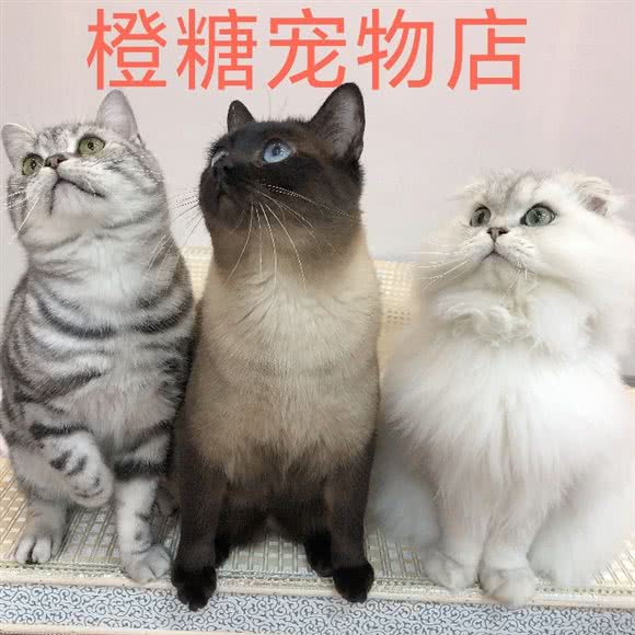 橙糖宠物店:安顺市西秀区西秀新天地附近