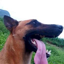 贵州利齿犬舍:黔西南布依族苗族自治州兴仁市兴仁市附近