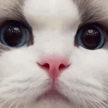 Mini布偶猫吧·撸猫馆(傲城大厦店):昆明市五华区南屏步行街附近