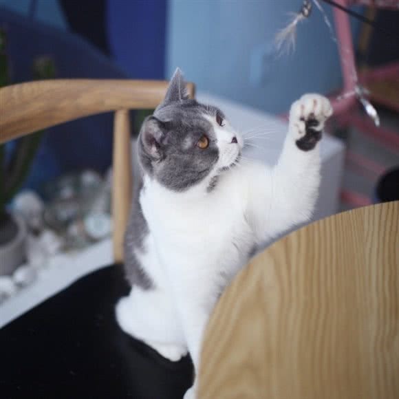 云朵猫舍:昆明市五华区南屏步行街附近