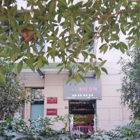 哈喽宠物:昆明市五华区虹山/建设路附近