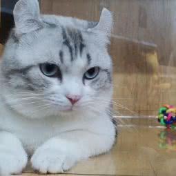 牧梦猫舍:昆明市五华区月牙塘附近