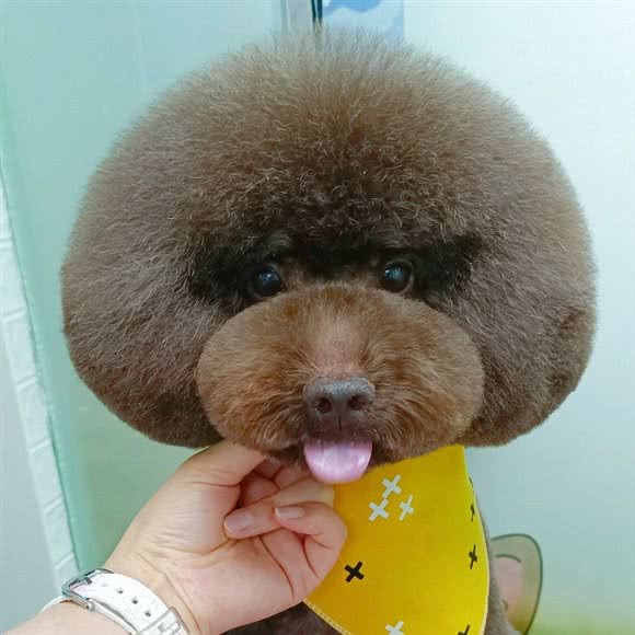 纳尔宠物护理:昆明市五华区西坝附近