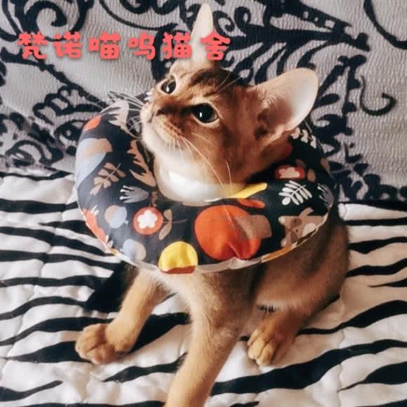 梵诺喵呜猫舍:昆明市五华区小菜园附近