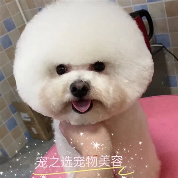 宠之选宠物店(丽水雅苑店):昆明市五华区和谐世纪附近