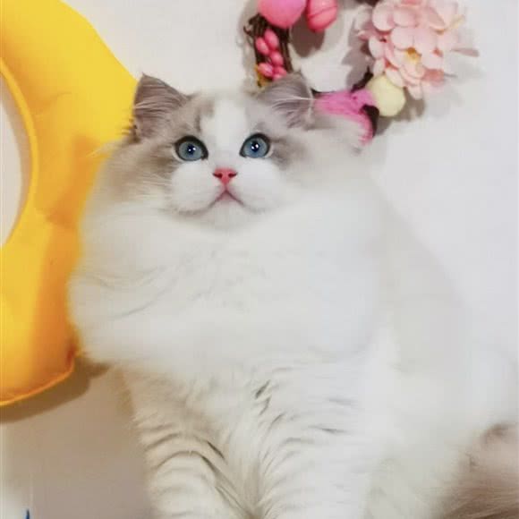 布偶猫舍:昆明市五华区丰宁小区附近