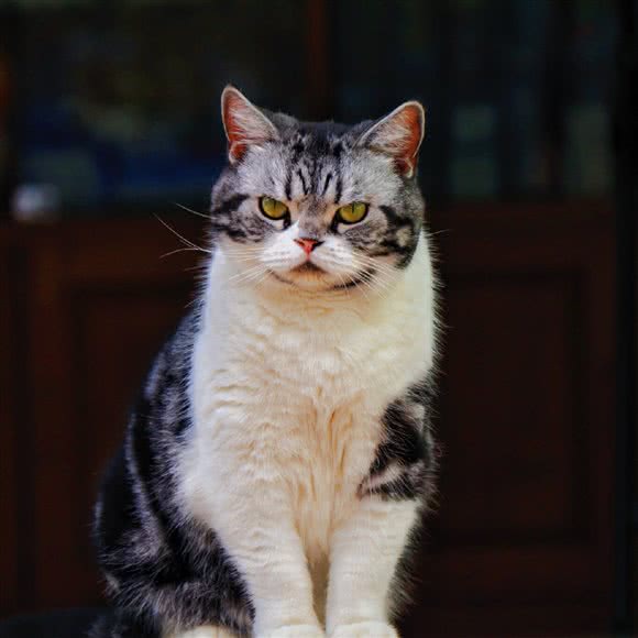 康爱犬猫诊所:昆明市五华区丰宁小区附近