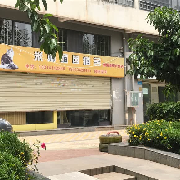 米娜缅因猫舍:昆明市五华区高新区附近