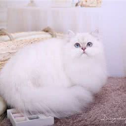 喵想家-叮当爸爸英短猫舍:昆明市五华区高新区附近