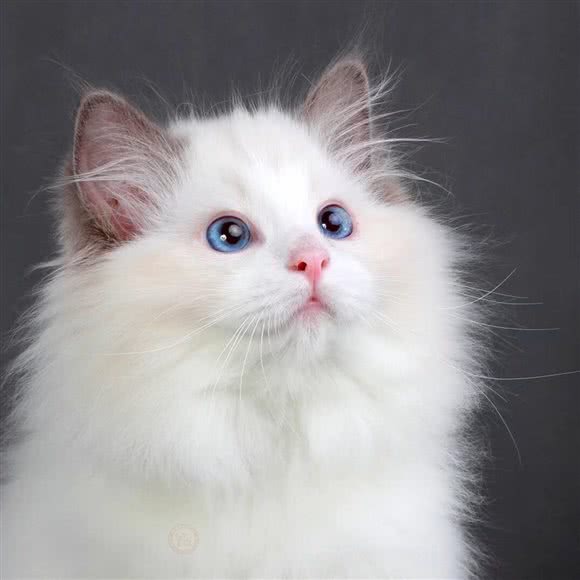 昆宠宠物生活馆(西城时代店):昆明市五华区黄土坡附近