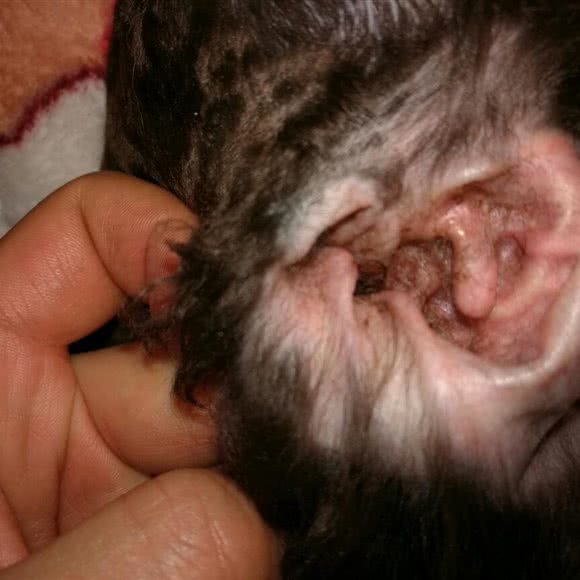 八公宠屋:昆明市五华区黄土坡附近