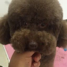 朵格老先生:昆明市五华区天骄北麓附近