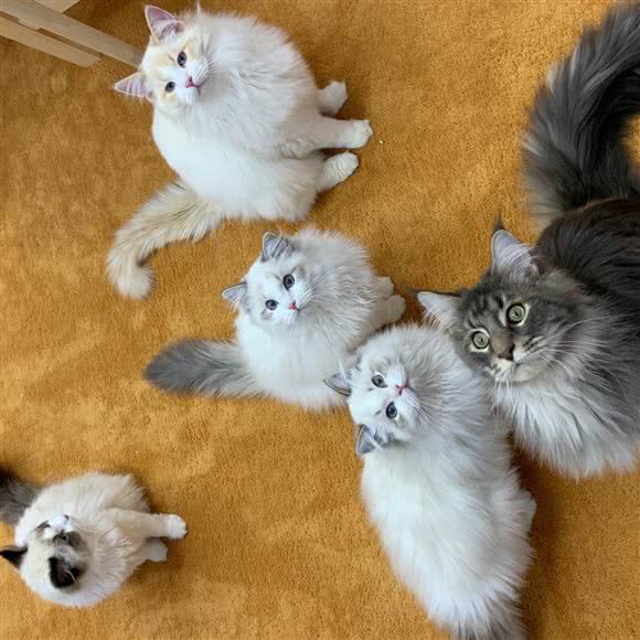 UMao猴子吧.猫咪生活体验馆:昆明市五华区三市街附近