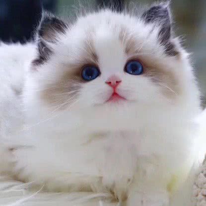 MiuMiu猫吧猫咖·桌游:昆明市五华区三市街附近