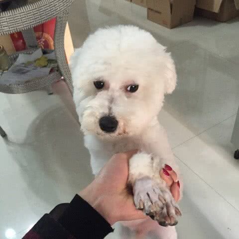 金鑫宠物美容连锁:昆明市盘龙区金星小区附近