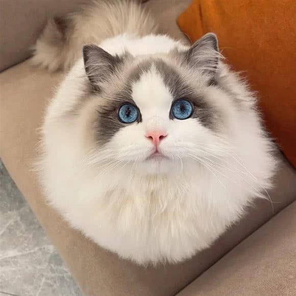 猫与时光·猫咪生活馆·猫吧:昆明市盘龙区同德昆明广场附近