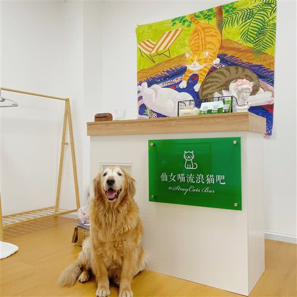 仙女喵流浪猫咖猫吧·铲shi·寄养:昆明市盘龙区同德昆明广场附近