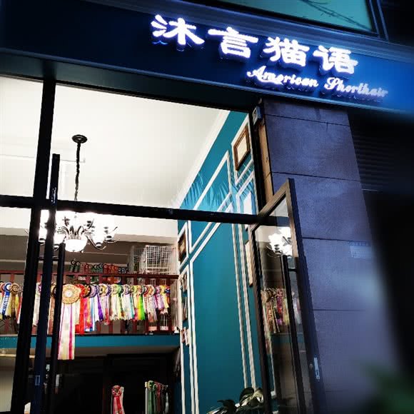 沐言猫语·American Shorthair:昆明市盘龙区同德昆明广场附近