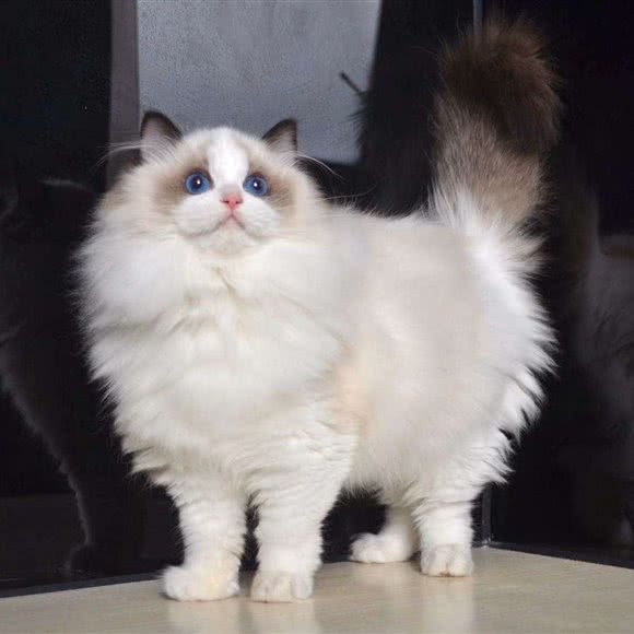 可爱多猫舍:石家庄市裕华区白佛附近