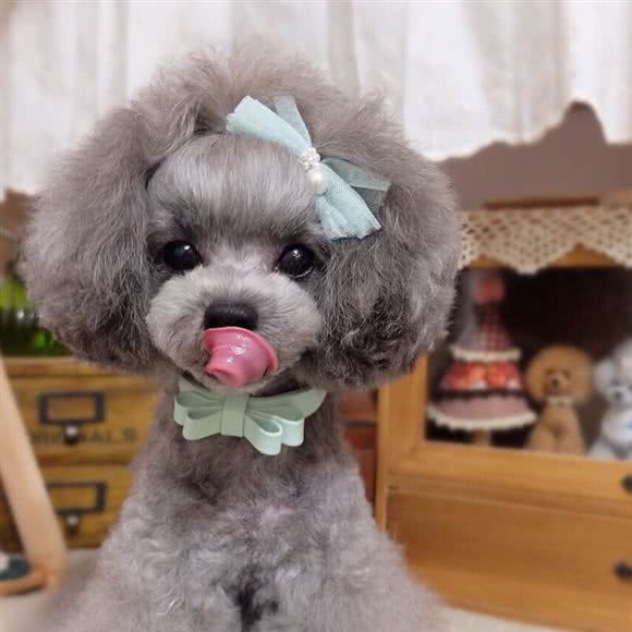 七王后宠物生活馆:昆明市盘龙区七彩俊园附近