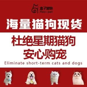 盒宠物(宠物猫狗专卖)活体购宠,猫舍犬舍:昆明市盘龙区滨江俊园附近