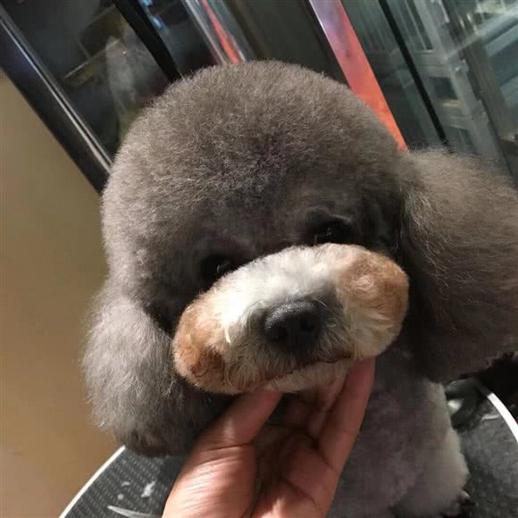 Q宠宠物生活馆:昆明市盘龙区新迎小区附近
