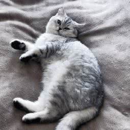 Uncle Peter宠物生活馆(博欣盛世总店):昆明市盘龙区新迎小区附近