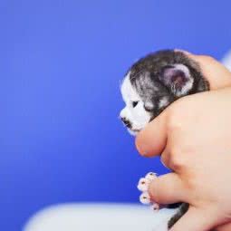 古灵阁猫舍:昆明市盘龙区金江小区附近