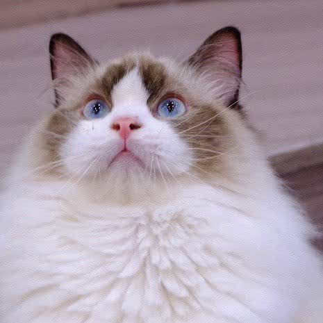 猫宠生活体验馆·猫咖(唐山万达店):唐山市路南区万达附近