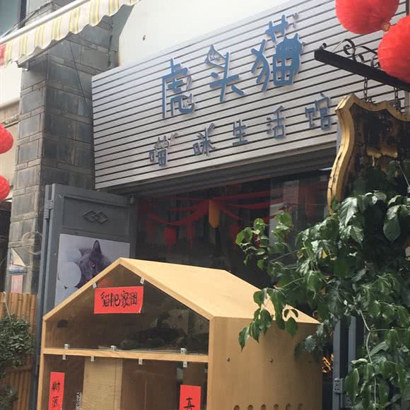 虎头猫喵咪生活馆:昆明市盘龙区白龙新区附近