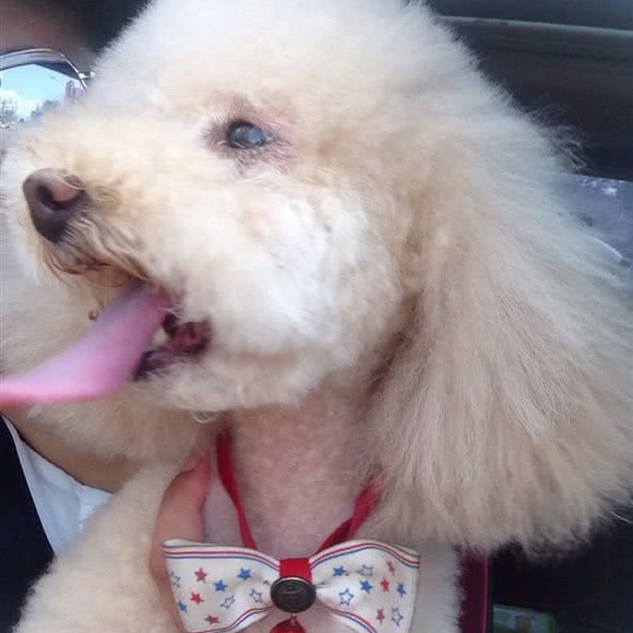 宠物派:唐山市路南区福乐园附近