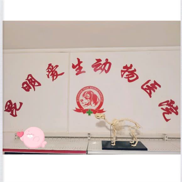 南宁爱生动物医院·官渡区小动物医疗中心:昆明市官渡区关上附近
