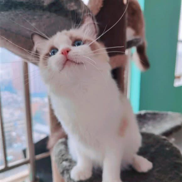 Milomia玩偶猫舍:昆明市官渡区南坝/豆腐营附近