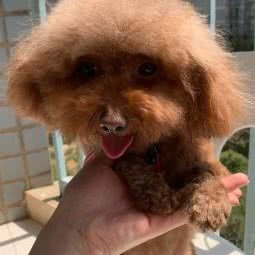 史瑞克宠物生活馆:昆明市官渡区世纪城附近