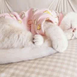 展望宝贝宠物诊所:昆明市官渡区新亚洲体育城附近