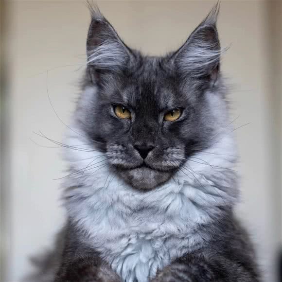 PET HOUSE·猫咖·洗护美容:昆明市官渡区官南大道附近