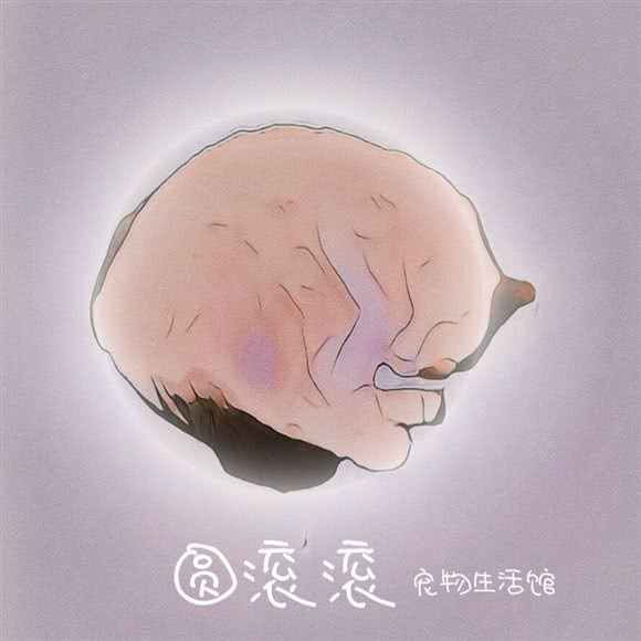 圆滚滚宠物生活馆:昆明市官渡区官南大道附近