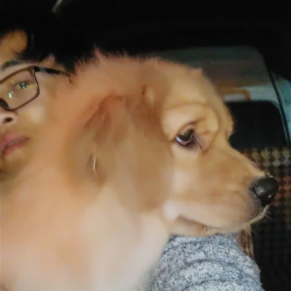 宠物联萌ing:昆明市官渡区官渡古镇附近