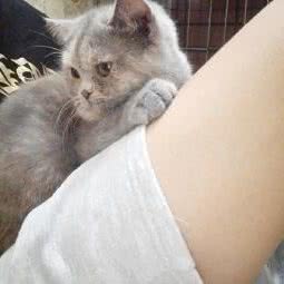 海乐诗宠物诊所:昆明市官渡区樱花语幸福广场附近