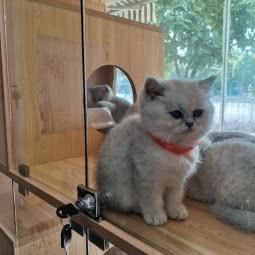 猫与少年宠物店:昆明市西山区兴苑路附近