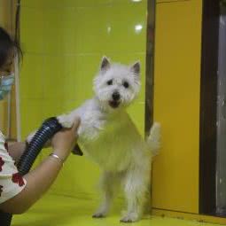 里格宠物:昆明市西山区兴苑路附近